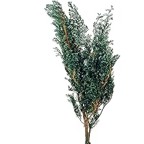 Amazon｜大地農園 プリザーブドフラワー ソフトヒムロスギ グリーン 約
