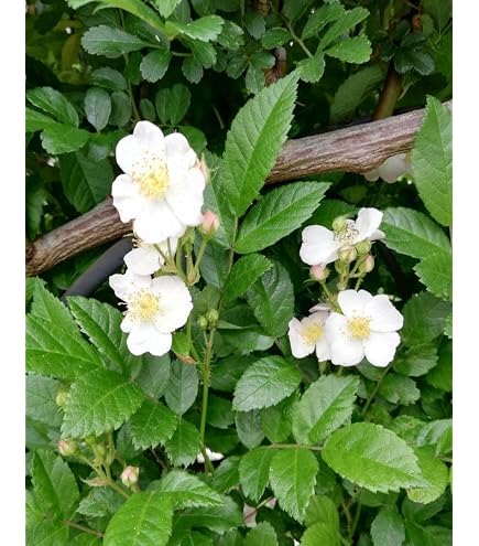 Amazon.co.jp: トゲナシノイバラ（棘無し野薔薇） 白花 : DIY・工具