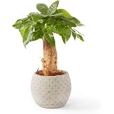 bloomee(ブルーミー) パキラ 観葉植物 (5号 ボール型 陶器 付) 本物 ミニ 室内用 鉢 (金運アップ 空気浄化 風水) おしゃれ インテリア (ギフト プレゼント お祝い) 初心者でも育てやすい お中元 敬老の日