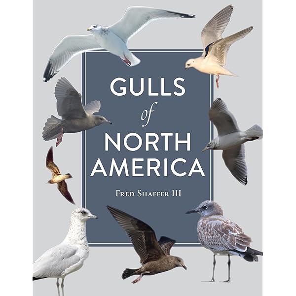 Amazon | Gulls of Europe, Asia and North America | Olsen, Klaus