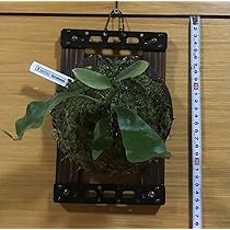 ユ*ノ様 ヒリーフラハンズ　我が家の断トツ個性的株　胞子培養　9/27 ユ*ノ様 ヒリーフラハンズ 我が家の断トツ個性的株 胞子培養 9/