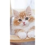 猫 HD(720×1280)壁紙 ねこのきもち大判カレンダー2024 猫 HD(720×1280)壁紙 ねこのきもち大判カレンダー2024