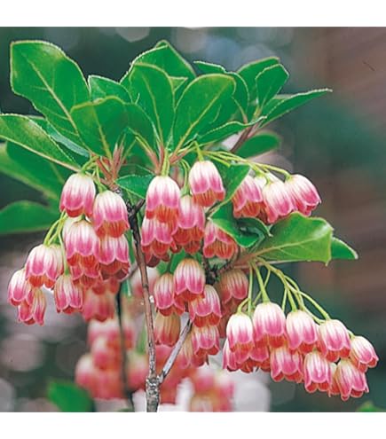 山で育てた 口紅ドウダンツツジ 白花/823 山で育てた 口紅