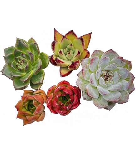 おらいさん苗 桜鬼 ミックスベリア 札付き・抜き苗 おらいさん苗 桜鬼 ミックスベリア 札付き・抜き苗 新作 お