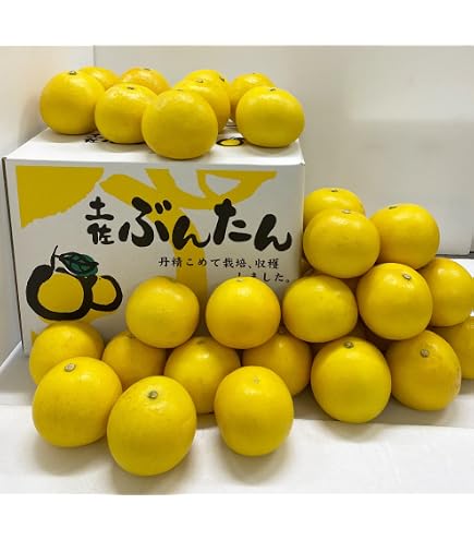 98.高知特産 露地栽培 土佐文旦 3L4L文旦 約20kg 大玉 サイズ Amazon.co.jp: 【大玉サイズ】【ご家庭用】高知特産 土佐文旦 3L～4L