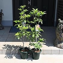 7197HuSGTCL._AC_UL210_SR210,