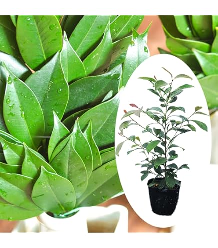 Amazon.co.jp: 本榊 ホンサカキ 苗木 15cmポット苗 : DIY・工具・ガーデン