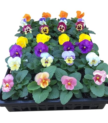 Amazon | チューリップ カラフルファイブカラーコレクション 色別5色各