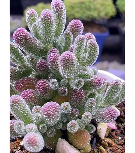 てんどん様　ご購入用　ドロサンテマム Amazon.co.jp: ドロサンテマム 紅葉 発根済み 多肉植物 : ホーム