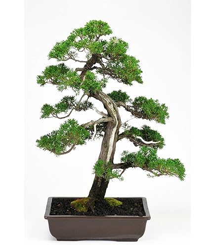 真柏盆栽素材荒木B 真柏盆栽 | 盆栽工房WABI