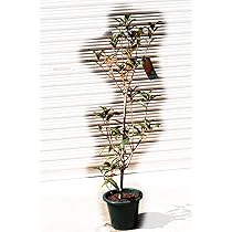 Amazon.co.jp: 10月21日開花中キンモクセイ花芽付2025年プレゼント