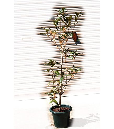 Amazon.co.jp: できません。芽がたくさん金木犀 フレグランスレッドの