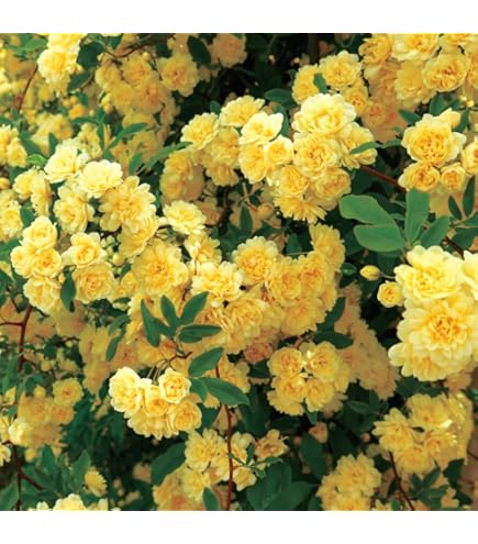 Amazon.co.jp: バラ苗 【モッコウバラ 黄色系 3.5号 2個セット