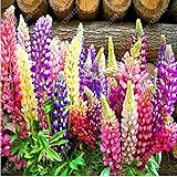 100 seeds/bag lupin (Lupine) seeds,lupin iii,beautiful flower seeds,lupine plants budding rate 98% f