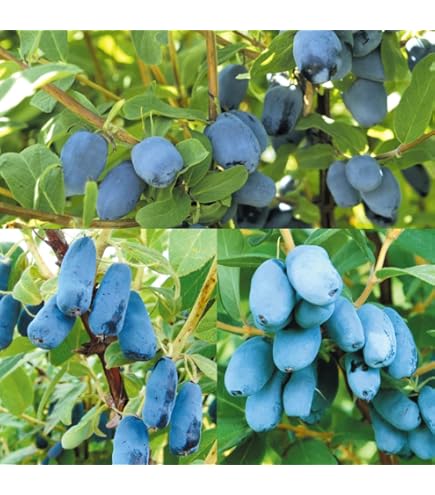 北の蝦夷 大実ハスカップ苗木　(蝦夷山葡萄苗木セット) 北の蝦夷 大実ハスカップ苗木 (蝦夷山葡萄苗木セット)