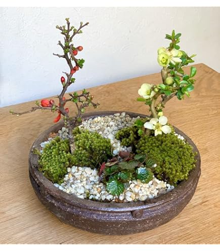 Amazon.co.jp: 盆栽 ボケ（日月星）（紅白咲き分け）の鉢植えミニ盆栽