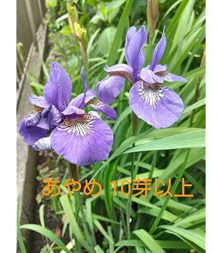 希少【天然野生のカンアオイ＊寒葵＊亀甲斑入り＊ちょこんと可愛いお花付き】山野草 Amazon｜【charm】（山野草）カンアオイ（寒葵）品種おまかせ 品種記載