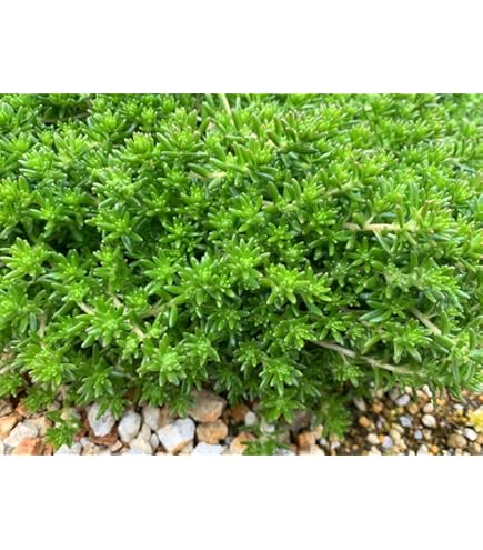 Amazon｜約30本森村万年草 セダム モリムラマンネングサ 多肉植物