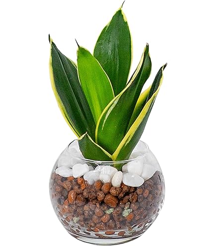 Amazon.co.jp: 現品 ファグラエア ベルテロアナ 曲がり 観葉植物 室内