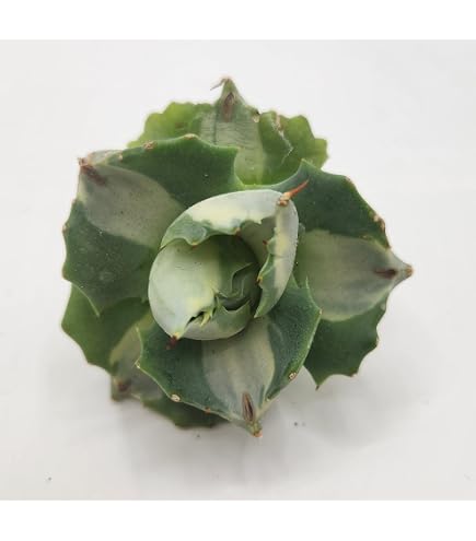 Amazon｜多肉植物 ：アガベ 吉祥冠錦 覆輪*M｜観葉植物 オンライン通販