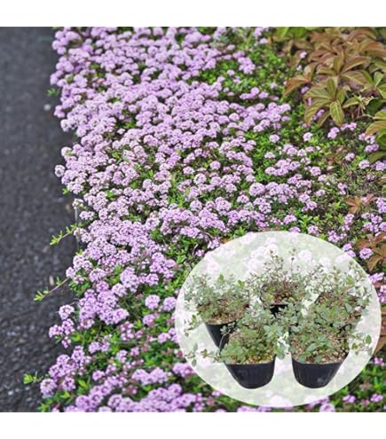 Amazon.co.jp: コシヒカリの苗 100本 : DIY・工具・ガーデン
