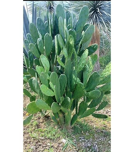 専用 うちわサボテン ノパル 食用サボテン 専用 うちわサボテン ノパル