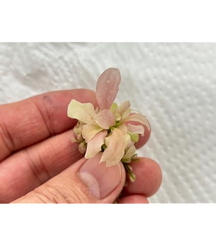 Amazon.co.jp: Bucephalandra sp.Pearl gray【TB】水上育成株 : ペット用品