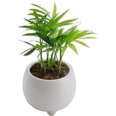 Amazon 花のギフト社 テーブルヤシ鉢植え テーブルヤシ ミニ観葉植物 ミニ観葉 花のギフト社 観葉植物 Amazon 花のギフト社 テーブルヤシ鉢植え テーブルヤシ ミニ観葉植物 ミニ観葉 花のギフト社 観葉植物