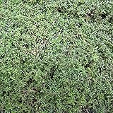 マット植物：タイム：ロンギカウリスのマット25cm×25cm　10枚セット ノーブランド品
