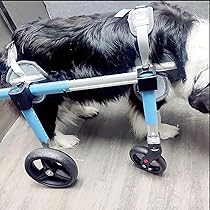 犬用車椅子 XSサイズ 極美品 Amazon.co.jp: ASELINE 犬用車椅子 歩行器 歩行補助 軽量 犬介護