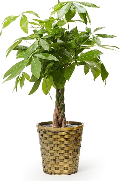 bloomee(ブルーミー) パキラ 観葉植物 (7号 木目カゴ 鉢カバー 付) 本物 大型 室内用 鉢 (金運アップ 空気浄化 風水) おしゃれ インテリア 大きい (ギフト プレゼント お祝い) 初心者でも育てやすい 母の日 - 1