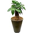 花のギフト社 パキラ 観葉植物 本物 おしゃれ ぱきら ミニ観葉植物 ミニ パキラの木 観葉 植物