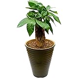 花のギフト社 パキラ 観葉植物 本物 おしゃれ ぱきら ミニ観葉植物 ミニ パキラの木 観葉 植物