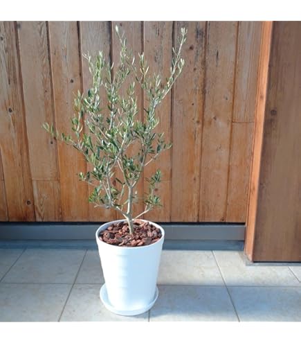 Amazon｜オリーブ 木 イタリア製 テラコッタ 鉢植え エルグレコ｜観葉
