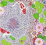 STRAIGHT AHEAD�`Best Of Razoku�`