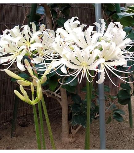 山野草（ユリ科） 白カノコユリ　　 開花株 Amazon｜山野草（ユリ科） 白カノコユリ 開花株 ガーデニング 園芸用品