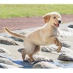 犬 Android(960×854)待ち受け カレンダー2023 ゴールデン・レトリーバー 犬 Android(960×854)待ち受け カレンダー2023 ゴールデン・レトリーバー