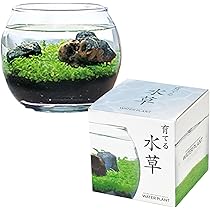 Amazon.co.jp: 聖新陶芸 春 / 夏 / 秋の アクアリウム 苔