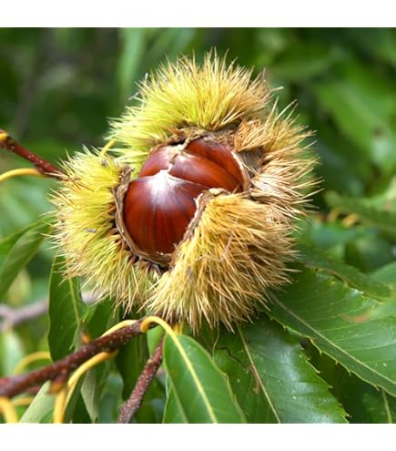 Amazon | 栗(クリ)苗木 銀寄 | 果物