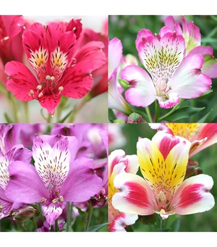 Amazon.co.jp: 秋植え球根 アルストロメリア6色セット 6色6球(各1球