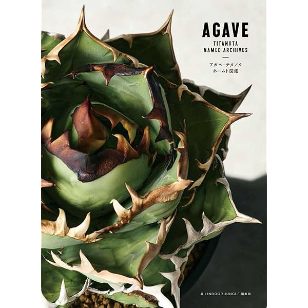 Amazon.co.jp: INDOOR JUNGLE（インドアジャングル） No.01