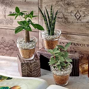 Amazon 日比谷花壇 環境にやさしいエコスギ観葉植物 パキラ サンスベリア ペペロミア3個セット 観葉植物 オンライン通販