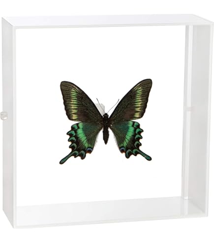Amazon.co.jp: 蝶の標本 オオルリアゲハ P.ulysses アゲハチョウ