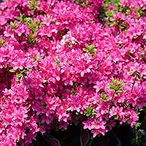 Amazon | ツツジ 平戸ツツジ 【 ピンク 】 4号ポット つつじ 苗 庭木