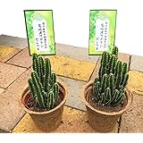 癒しと幸せを運ぶ観葉植物【電磁波サボテン「セレウス」 ココポット 鉢皿付き 2個セット】健康 疲れを癒す オフィス 新婚祝い 結婚記念日 誕生日 敬老の日 母の日 父の日 ギフト 観葉植物 ココポット おしゃれ インテリア (電磁波サボテン, 2個)
