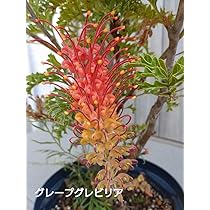 u*c様 グレビレア グレープ 希少 発根済み δ u*c様 グレビレア