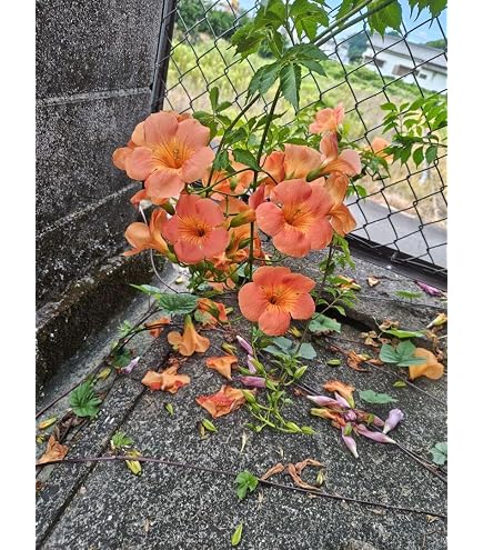 徳之島産キャッサバ苗挿木用苗300本入り 　　　mike Amazon.co.jp: キャッサバ挿し木 新芽あり : DIY・工具・ガーデン