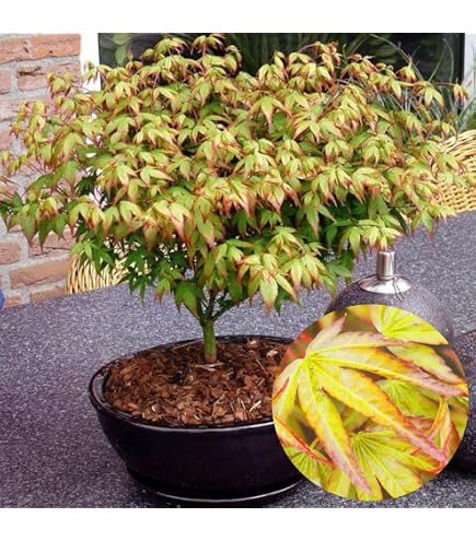 Amazon.co.jp: 庭木・植木：おきしもモミジ（置霜）もみじ 紅葉 ポット