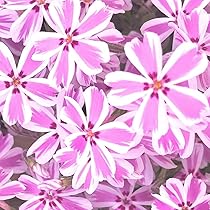 芝桜 ピンク 白 花 芝桜 ピンク 白 花