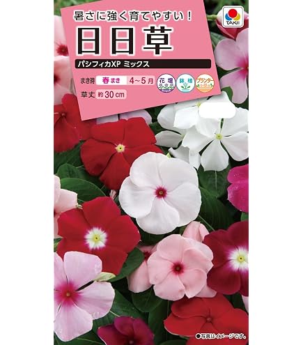 Amazon | タキイ種苗 百日草 カクタス咲混合 | 花